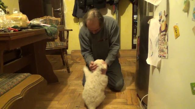 Alfa, a kis Kuvasz nem hagyja magát! смотреть онлайн