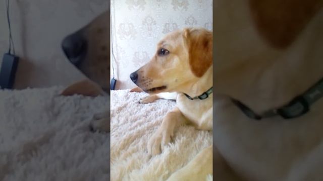 Лабрадор Зевс,грызет пуговицу смотреть онлайн