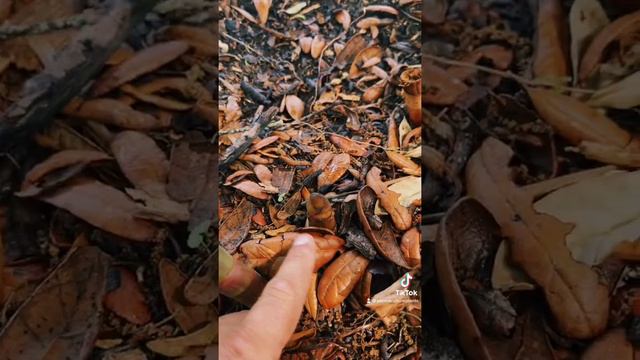 Watch Where You Step In The Garden This Time Of Year. #ginger #turmeric #garden #gardening