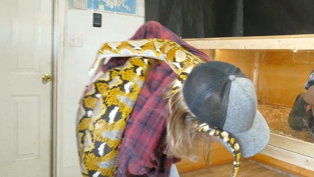 What is it like owning the Worlds LARGEST Snake Species?... смотреть онлайн