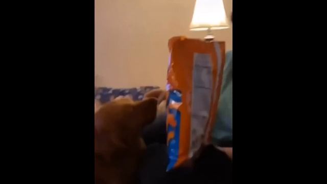 New Funny Animals ? Funniest Cats and Dogs Videos ?? смотреть онлайн
