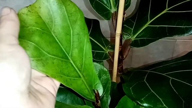 ficus lyrata через пол года смотреть онлайн