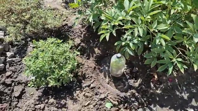 ЖИВЦЮЮ ГІБІСКУС. ЗНОВУ ЮККА ВИЛІЗЛА. ЖИТТЯ НА ПЕНСІЇ .УКРАЇНА. смотреть онлайн