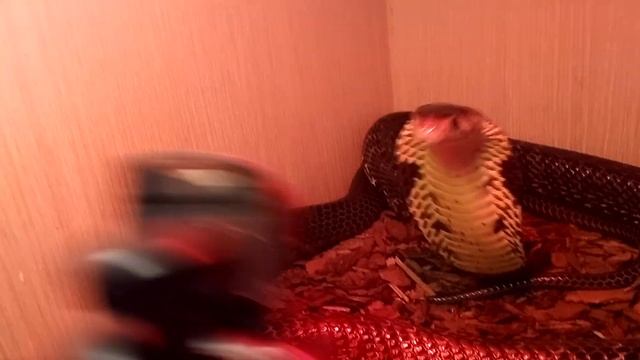 포레스트 코브라(Naja melanoleuca - Forest cobra) 크리스마스 일 겸 일 쉴겸 놀아? 괴롭히기 ㅋㅋㅋㅋ смотреть онлайн