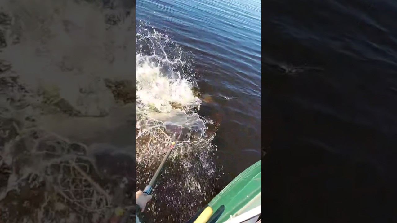 щука на 4.3 кг #рыбалка #щука #спининг #fishing #pike #pikefishing смотреть онлайн