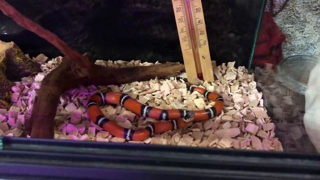 Змея Лигейя наедается от пуза! Вкусный обед для растущего организма. смотреть онлайн