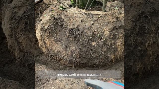 Поэтапная посадка крупномера - ирги канадской | Твой Сад смотреть онлайн