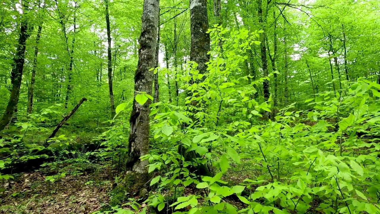 Relaxing Forest Sounds, Birdsong and White Noise for Sleep and Relaxation смотреть онлайн