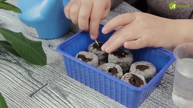 Томаты в торфяных таблетках | Мастер-класс смотреть онлайн