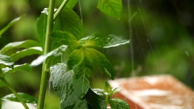 Relaxing Music, Sleep music, with rain sounds смотреть онлайн