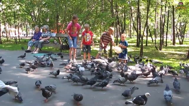 В Центральном парке в Новосибирске (07.18г.) Семья Бровченко. смотреть онлайн