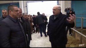 Лукашенко и коровы