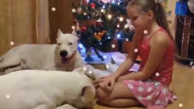 My Dogo Argentino Franky and Patina with my children смотреть онлайн