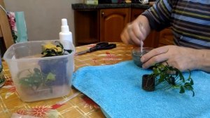 Признаки нехватки Удобрений в Аквариуме Самодельное удо для аквариумных растений