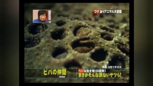 Лягушка рожающая спиной !