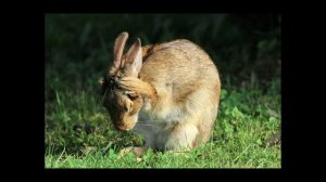 Тест микрофона гарнитуры Logitech G435 LIGHTSPEED ( в режиме  Bluetooth )