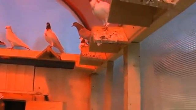 Голубевод и отличный рассказчик. Помним. скорбим. Нефтекамск. смотреть онлайн