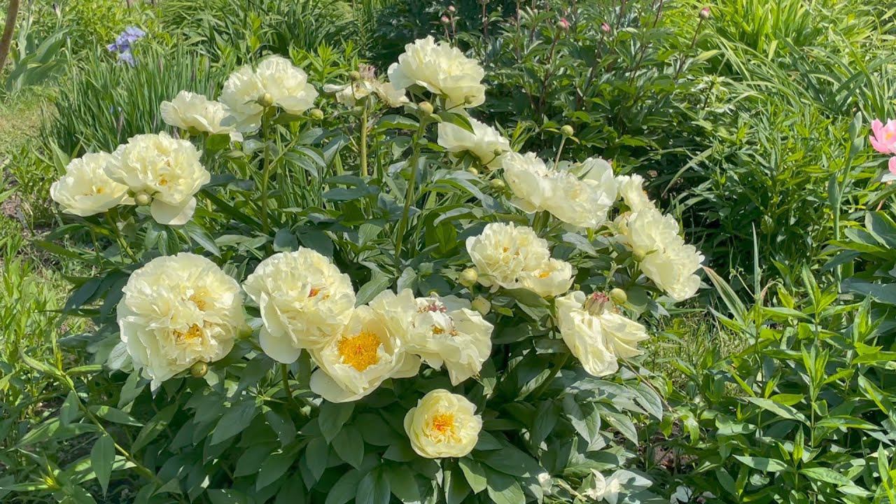 Сад Оксаны Кудрявцевой 17 июня 2023 часть 1