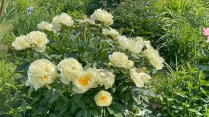 Сад Оксаны Кудрявцевой 17 июня 2023 часть 1