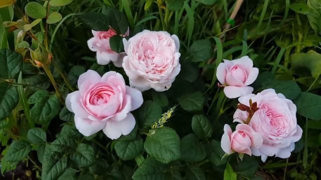 Роза Queen of Sweden смотреть онлайн