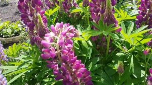 Люпин-многолетний.Посадка и уход.