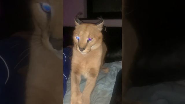 Осторожно! Каракал! смотреть онлайн