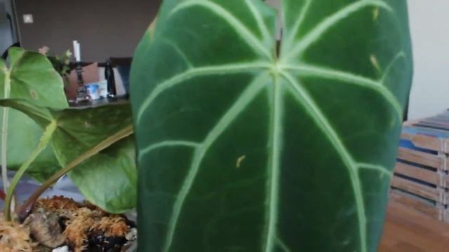 Rare house plant- Anthurium Magnificum x Warocqueanum? ID my Anthurium. смотреть онлайн