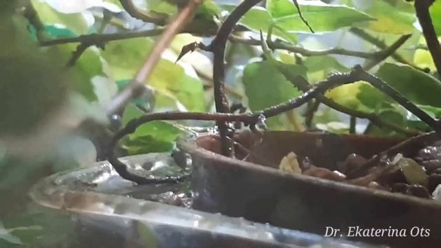 Крабы, Черепаха, Креветки и Рыбки живут вместе/Shrimp, crabs, fish and turtle live together смотреть онлайн