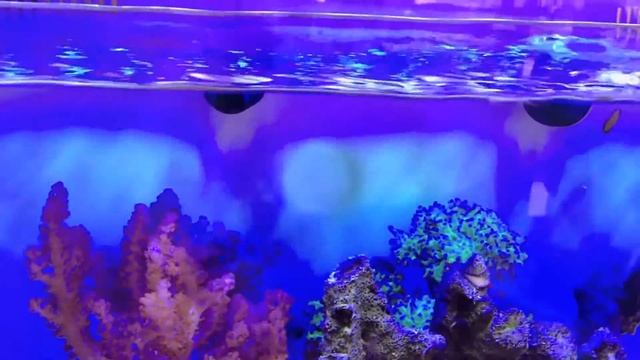 Innovative Marine AUQA Gadgets SkimMate Protein Skimmer смотреть онлайн