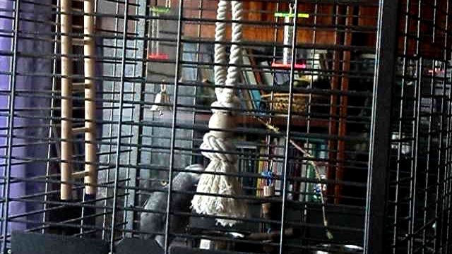 жако говорящий