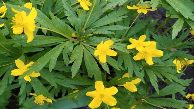 30 апреля– день Зосимы Пчельника.Обряды, ритуалы, традиции, заговоры смотреть онлайн