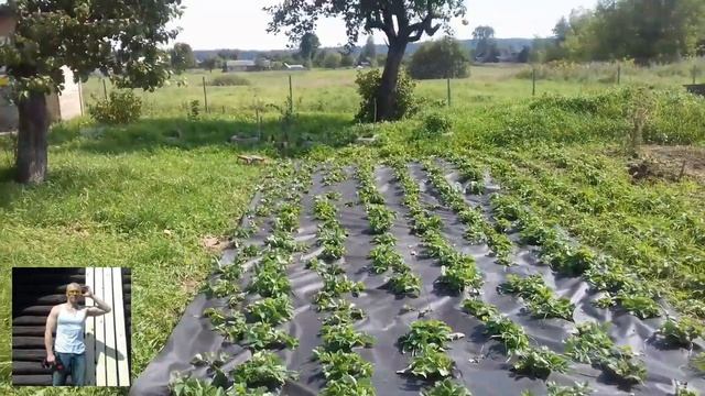Как накрыть клубнику спанбондом. смотреть онлайн