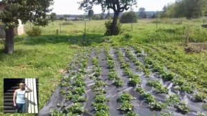 Как накрыть клубнику спанбондом.