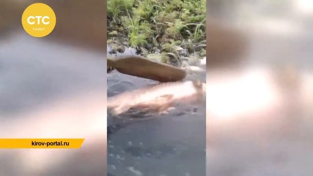 Итоги по рыбе в Пижме смотреть онлайн