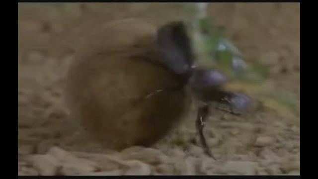 ВсяПравдаоФнг смотреть онлайн