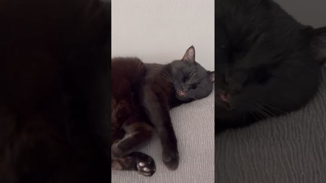 Кот дрыхнет, не мешайте! .Животные