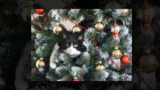 Ксения Ситник Новый год смотреть онлайн