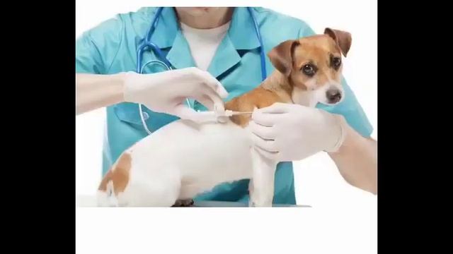 Elev8 и животные. Можно ли давать Элев8 животным?