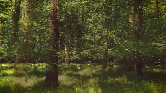 Звуки летнего леса смотреть онлайн