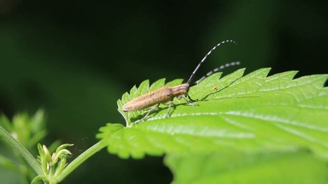 Стеблевой обыкновенный усач (Agapanthia Villosoviridescens)/МИЛЛИМЕТРОВАЯ ВСЕЛЕННАЯ