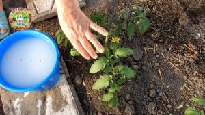 Когда первый раз поливать рассаду помидоров после посадки в грунт? Чем подкормить томаты первый раз