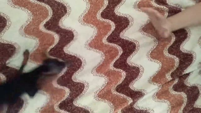 той терьер сошел с ума смотреть онлайн
