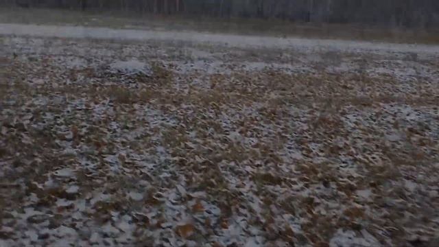 Грибы под снегом! Реально?Покатушки по первому снегу в поисках груздей смотреть онлайн