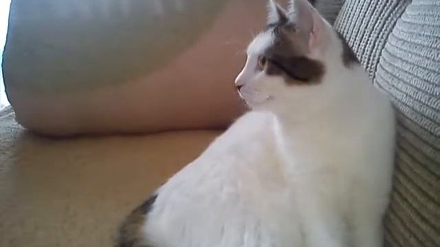 Kocour sledující TV :) смотреть онлайн