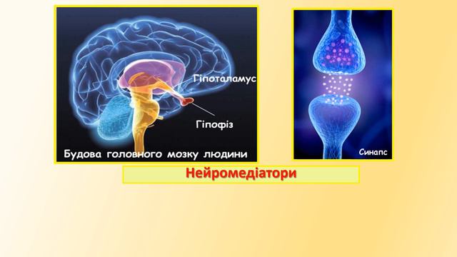 Відеоурок з біології "Гомеостаз і регуляція функцій організму людини" смотреть онлайн