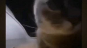 ТИПИ,ТИПИ,ЧАПА,ЧАПА...РАЗНЫЕ ВЕРСИИ ЭТОГО МЕМА!