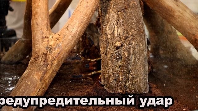 Кормление птицееда Пецилотерии Орната (Poecilotheria Ornata)