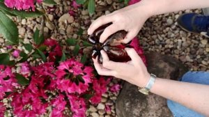 Такое вы ещё не видели!!!Самый простой способ размножения рододендронов.#сад #рододендроны