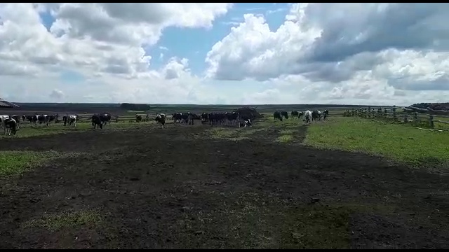 Племенной КРС с доставкой-оптовая продажа смотреть онлайн