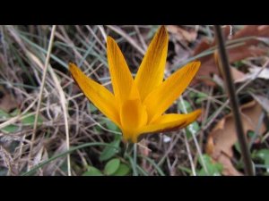 Весенние цветы Крыма. Крым в феврале, Судак, крокусы в горах